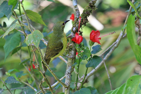 Female Brown-Throated Sunbird